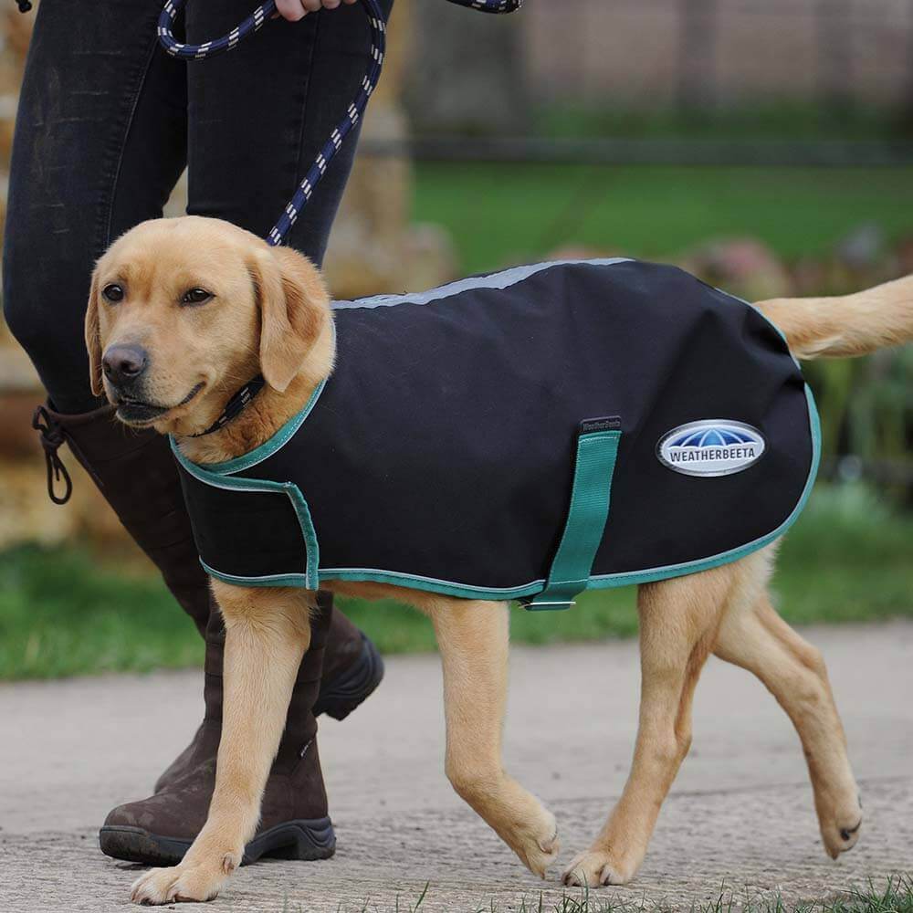 Yellow dog in Weatherbeeta Green-Tec 900D Dog Coat walks on leash with person in boots.