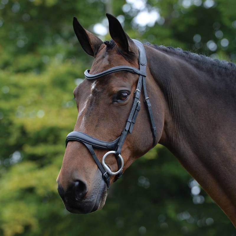 Close-up of a horse wearing the Collegiate Comfitec Vogue Anatomical Bridle Black, trees behind.