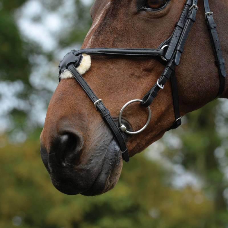Close-up of a horse in a Collegiate Comfitec Grackle Bridle Black, with trees in the background.