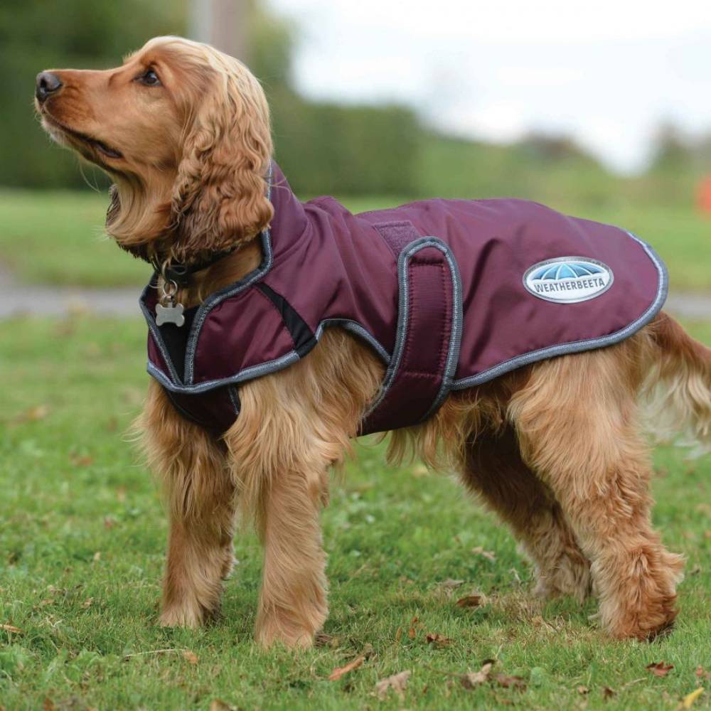 A cocker spaniel wears a Weatherbeeta Comfitec maroon dog coat with fleece lining on grass.