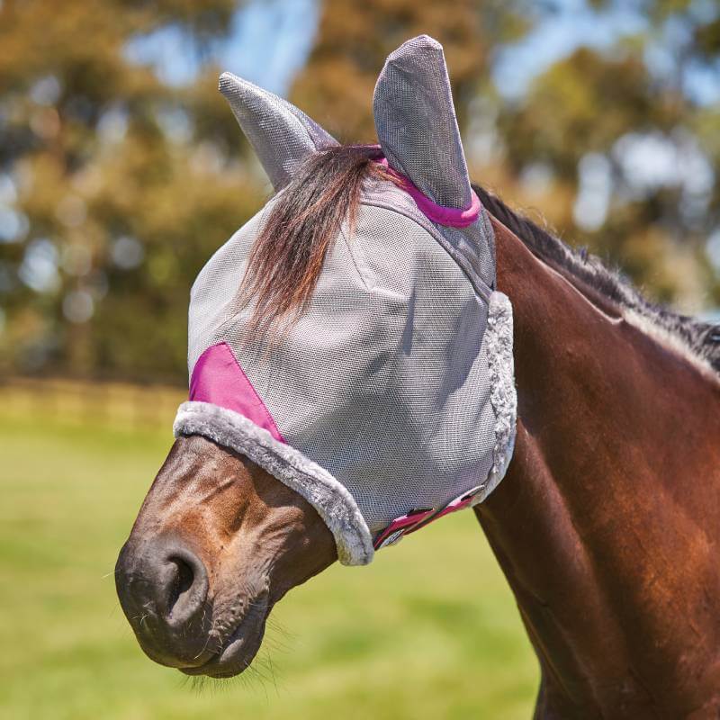A horse in a Weatherbeeta grey/purple mesh mask with ears stands outside on a sunny day.