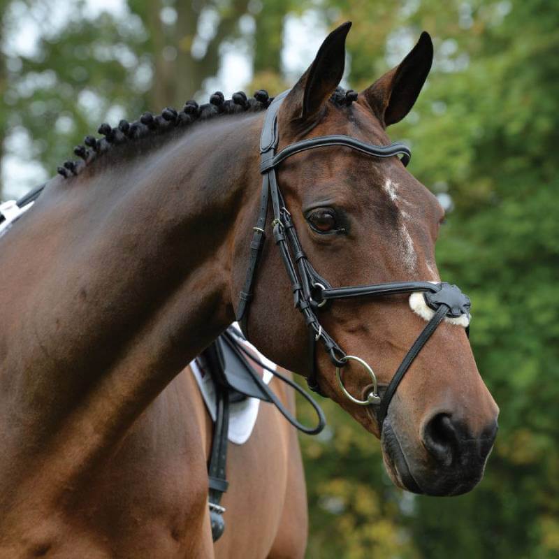 Brown horse in Collegiate Comfitec Grackle Bridle, outdoors by trees.