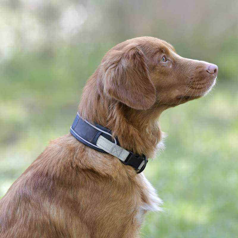 Dog wearing Weatherbeeta Explorer Dog Collar Navy sits and looks up on green grass.