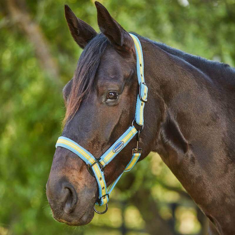 A dark brown horse wears a Weatherbeeta Coordinate Headcollar in Light Blue/Gold/Sand outdoors.