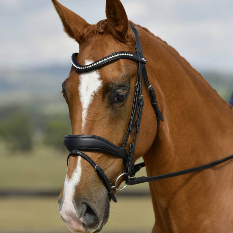Chestnut horse in a Collegiate Comfitec Opulux Padded Dressage Bridle Black outdoors.