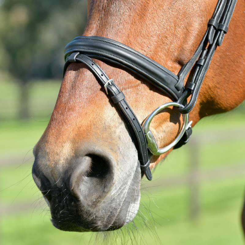 Collegiate Comfitec Opulux Plain Padded Hanoverian Flash Bridle Black-Pet n Pony-Collegiate