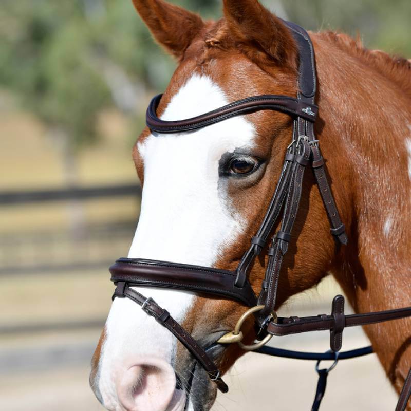 Brown horse wearing the Collegiate Comfitec Opulux Dark Brown Bridle, outdoors near a fence.