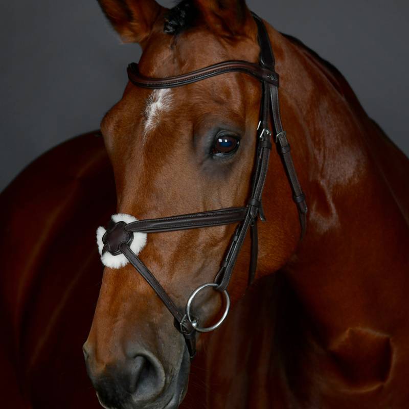 A close-up of a horse in the Collegiate Comfitec Opulux Grackle Bridle, dark brown.