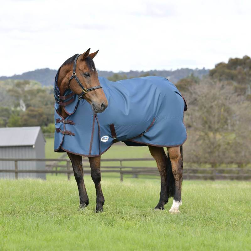 A brown horse in a Weatherbeeta Comfitec Classic Combo Neck Dark Blue/Coffee stands on grass.