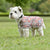 Weatherbeeta Comfitec Essential Dog Coat Dachshund Print