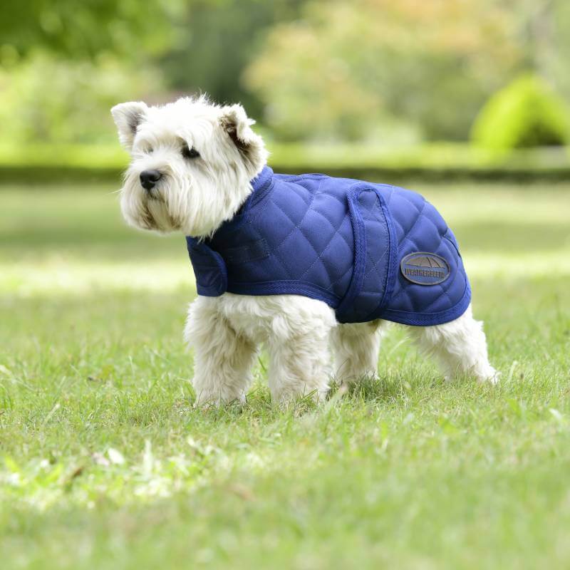 Small white dog in Weatherbeeta Comfitec Deluxe Navy Coat standing on grass in a park.