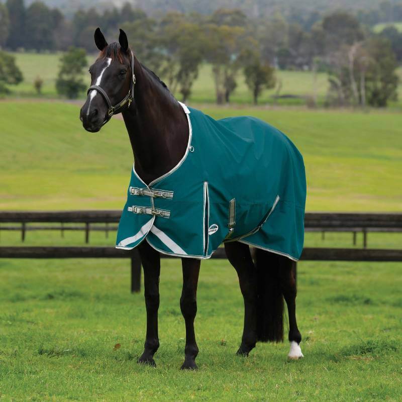 A black horse in a field wears a Weatherbeeta Comfitec Plus Dynamic II teal green rug.