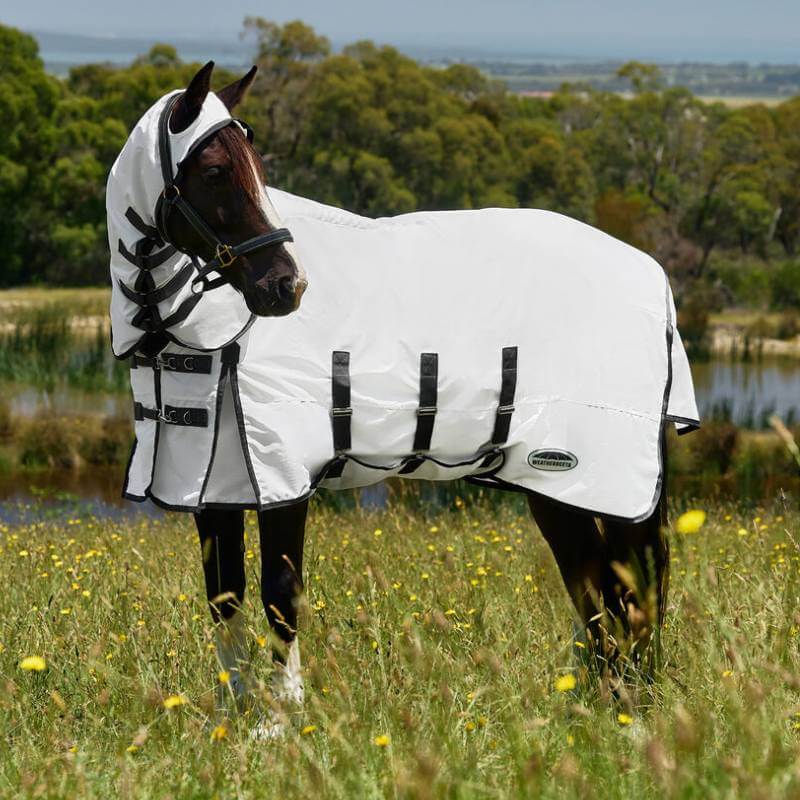 A horse in a Weatherbeeta fly sheet rug stands in a grassy field with trees in the background.