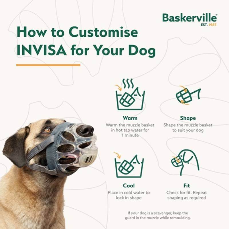 A dog wearing a Baskerville Invisa Muzzle with easy steps to customize for a perfect fit.