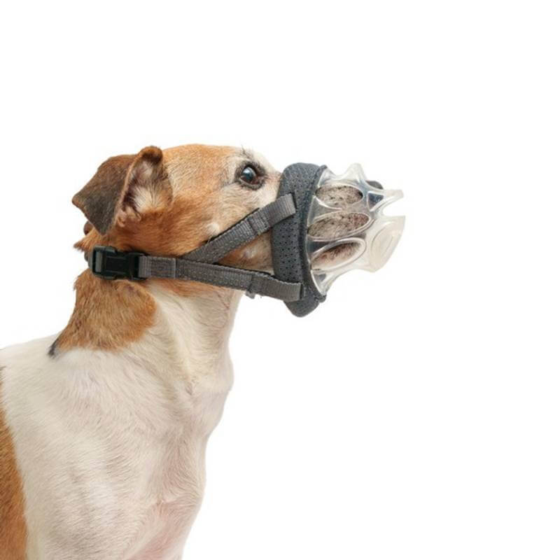 Small dog wearing Baskerville Invisa Muzzle by Baskerville, looking left on white background.