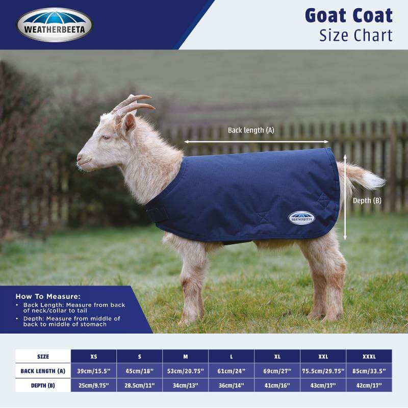 A light brown goat in a Weatherbeeta Goat Coat Navy stands on grass by a fence.
