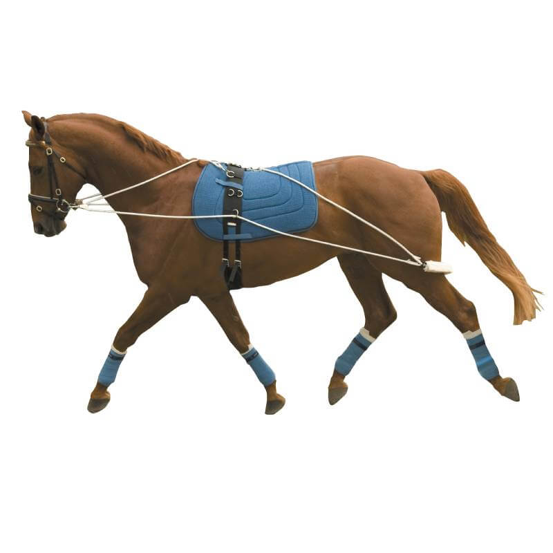 Brown horse with Kincade Lunging Training System, perfect for equestrian lunge exercises.