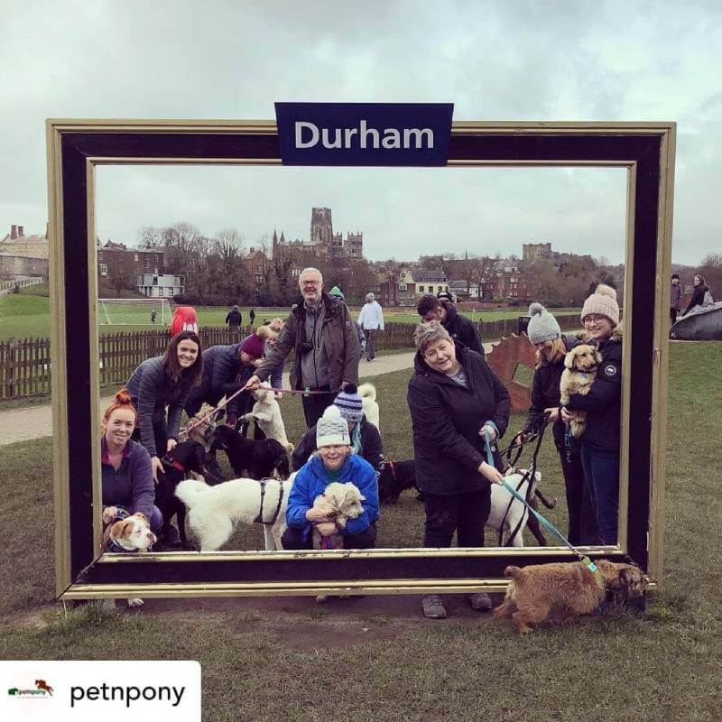Pet n Pony Dog Walking Group Durham