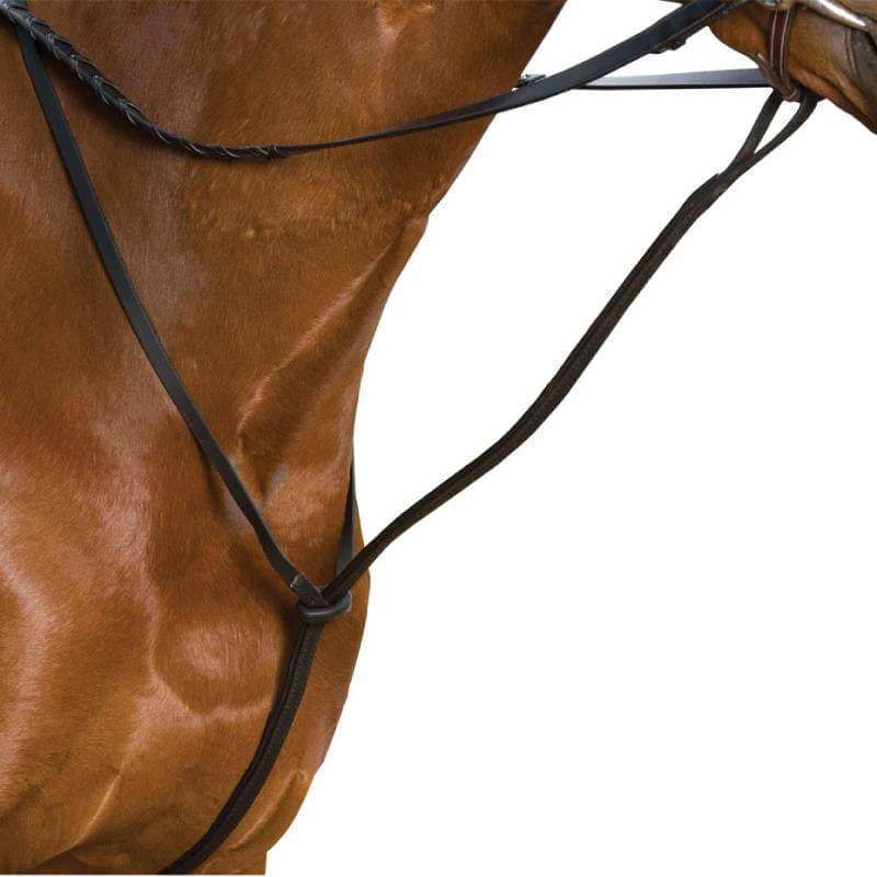 Close-up of a brown horse in Wintec Standing Martingale Black on white background.