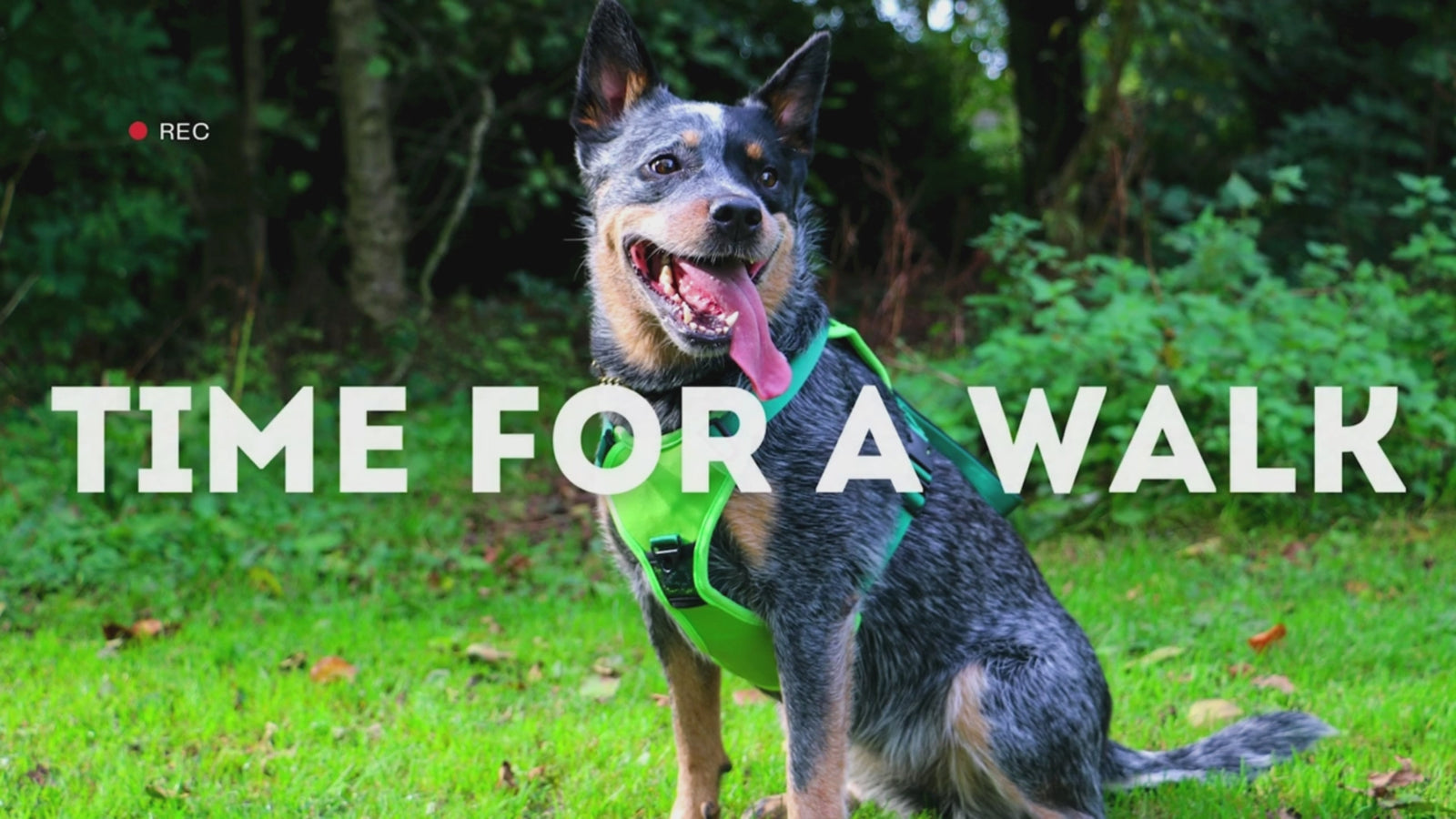 Ancol Extreme Hybrid Harness Field Green