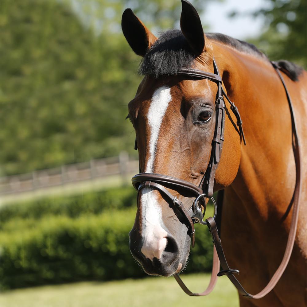 JHL Flash Bridle