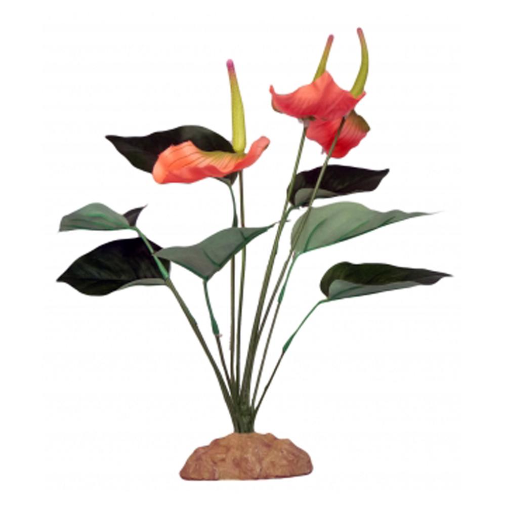 Komodo Anthurium Bush 29cm