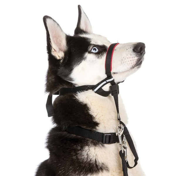 Fitting halti head clearance collar